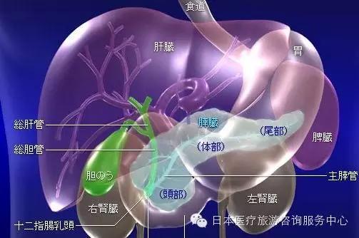JMT丨癌症之王-胰腺癌 放射线治疗简介 胰腺癌的放射线治疗简介(图1)