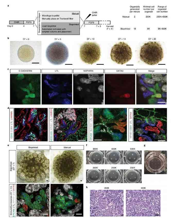 研究人员对人体的微型肾脏进行生物3D打印(图2) 研究人员对人体的微型肾脏进行生物3D打印(图2)