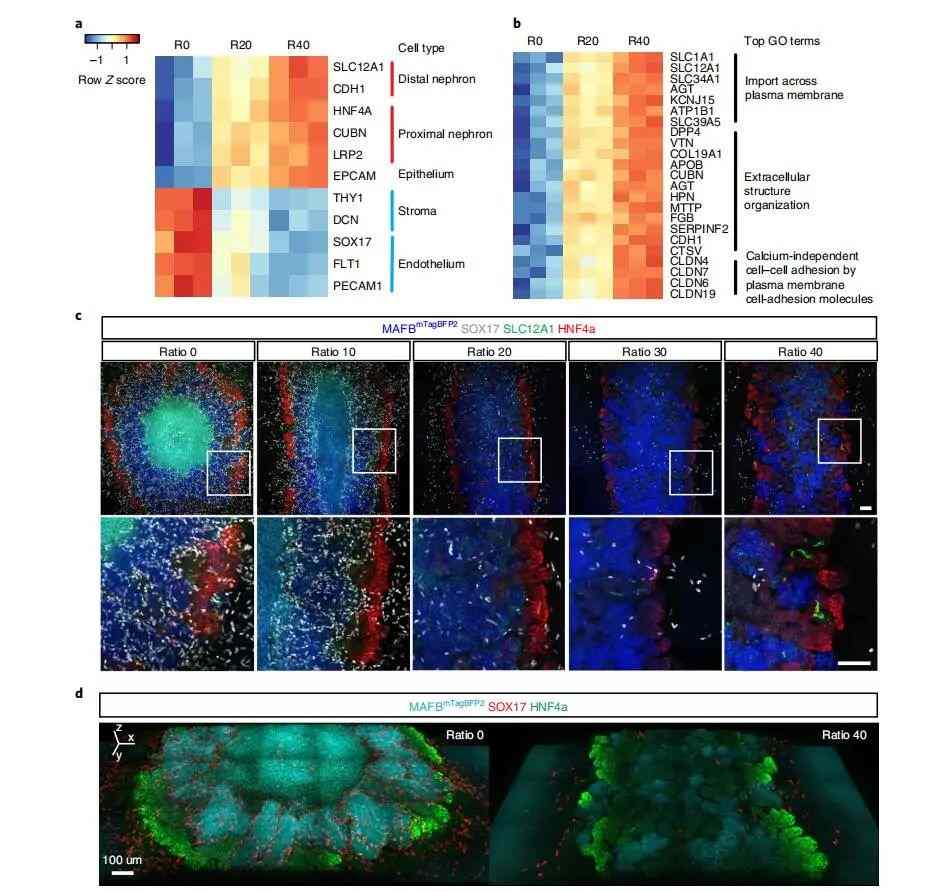 研究人员对人体的微型肾脏进行生物3D打印(图3) 研究人员对人体的微型肾脏进行生物3D打印(图3)