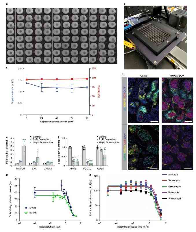 研究人员对人体的微型肾脏进行生物3D打印(图4) 研究人员对人体的微型肾脏进行生物3D打印(图4)