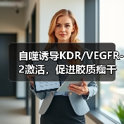 自噬诱导KDR/VEGFR-2激活，促进胶质瘤干细胞血管生成拟态形成(图1)