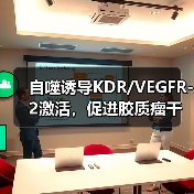 自噬诱导KDR/VEGFR-2激活，促进胶质瘤干细胞血管生成拟态形成(图3)