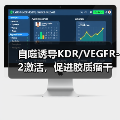 自噬诱导KDR/VEGFR-2激活，促进胶质瘤干细胞血管生成拟态形成(图4)