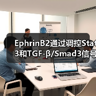 EphrinB2通过调控Stat3和TGF-β/Smad3信号的相互作用，调节心肌纤维化(图2)