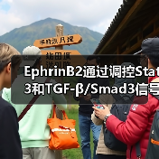 EphrinB2通过调控Stat3和TGF-β/Smad3信号的相互作用，调节心肌纤维化(图3)