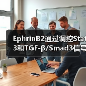 EphrinB2通过调控Stat3和TGF-β/Smad3信号的相互作用，调节心肌纤维化(图4)