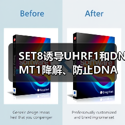 SET8诱导UHRF1和DNMT1降解、防止DNA过度甲基化(图1) SET8诱导UHRF1和DNMT1降解、防止DNA过度甲基化(图1)