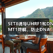 SET8诱导UHRF1和DNMT1降解、防止DNA过度甲基化(图4) SET8诱导UHRF1和DNMT1降解、防止DNA过度甲基化(图4)