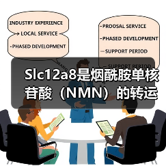 Slc12a8是烟酰胺单核苷酸（NMN）的转运蛋白(图1)