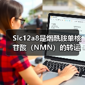 Slc12a8是烟酰胺单核苷酸（NMN）的转运蛋白(图3)