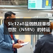 Slc12a8是烟酰胺单核苷酸（NMN）的转运蛋白(图4)