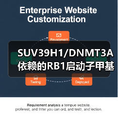 SUV39H1/DNMT3A依赖的RB1启动子甲基化会刺激PIN1表达及黑色素瘤发展(图3)