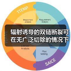 辐射诱导的双链断裂可在无广泛切除的情况下发生重组修复(图3) 辐射诱导的双链断裂可在无广泛切除的情况下发生重组修复(图3)