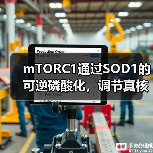 mTORC1通过SOD1的可逆磷酸化,调节真核细胞对营养条件的反应(图1) mTORC1通过SOD1的可逆磷酸化,调节真核细胞对营养条件的反应(图1)