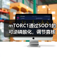 mTORC1通过SOD1的可逆磷酸化,调节真核细胞对营养条件的反应(图2) mTORC1通过SOD1的可逆磷酸化,调节真核细胞对营养条件的反应(图2)
