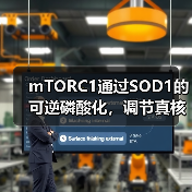 mTORC1通过SOD1的可逆磷酸化,调节真核细胞对营养条件的反应(图3) mTORC1通过SOD1的可逆磷酸化,调节真核细胞对营养条件的反应(图3)