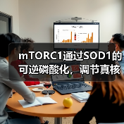 mTORC1通过SOD1的可逆磷酸化,调节真核细胞对营养条件的反应(图4) mTORC1通过SOD1的可逆磷酸化,调节真核细胞对营养条件的反应(图4)
