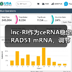 lnc-RI作为ceRNA稳定RAD51 mRNA,调节DNA双链断裂的同源重组修复(图2) lnc-RI作为ceRNA稳定RAD51 mRNA,调节DNA双链断裂的同源重组修复(图2)
