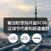 解淀粉芽孢杆菌SC06通过调节代谢和肠道菌群，保护宿主免受高脂饮食引起的肥胖和肝损伤(图4)