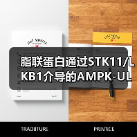 脂联蛋白通过STK11/LKB1介导的AMPK-ULK1通路诱导乳腺癌细胞自噬(图1) 脂联蛋白通过STK11/LKB1介导的AMPK-ULK1通路诱导乳腺癌细胞自噬(图1)
