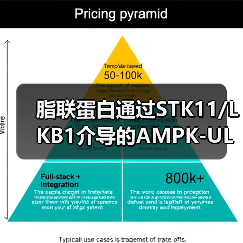 脂联蛋白通过STK11/LKB1介导的AMPK-ULK1通路诱导乳腺癌细胞自噬(图3) 脂联蛋白通过STK11/LKB1介导的AMPK-ULK1通路诱导乳腺癌细胞自噬(图3)