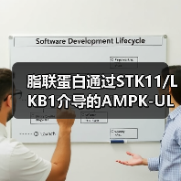 脂联蛋白通过STK11/LKB1介导的AMPK-ULK1通路诱导乳腺癌细胞自噬(图4) 脂联蛋白通过STK11/LKB1介导的AMPK-ULK1通路诱导乳腺癌细胞自噬(图4)