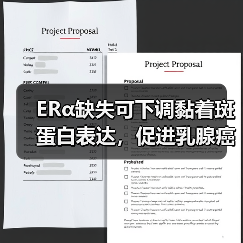 ERα缺失可下调黏着斑蛋白表达，促进乳腺癌细胞变形虫样迁移(图3)