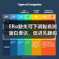 ERα缺失可下调黏着斑蛋白表达，促进乳腺癌细胞变形虫样迁移(图4)