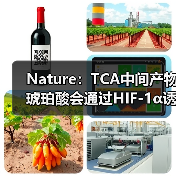Nature:TCA中间产物琥珀酸会通过HIF-1α诱导IL-1β炎症信号(图1) Nature:TCA中间产物琥珀酸会通过HIF-1α诱导IL-1β炎症信号(图1)