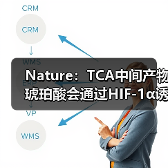 Nature:TCA中间产物琥珀酸会通过HIF-1α诱导IL-1β炎症信号(图2) Nature:TCA中间产物琥珀酸会通过HIF-1α诱导IL-1β炎症信号(图2)