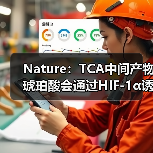 Nature:TCA中间产物琥珀酸会通过HIF-1α诱导IL-1β炎症信号(图3) Nature:TCA中间产物琥珀酸会通过HIF-1α诱导IL-1β炎症信号(图3)