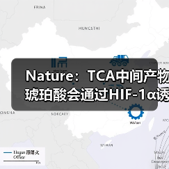 Nature:TCA中间产物琥珀酸会通过HIF-1α诱导IL-1β炎症信号(图4) Nature:TCA中间产物琥珀酸会通过HIF-1α诱导IL-1β炎症信号(图4)