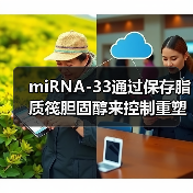 miRNA-33通过保存脂质筏胆固醇来控制重塑心脏的适应性纤维化反应(图3) miRNA-33通过保存脂质筏胆固醇来控制重塑心脏的适应性纤维化反应(图3)