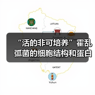 “活的非可培养”霍乱弧菌的细胞结构和蛋白质组研究(图2) “活的非可培养”霍乱弧菌的细胞结构和蛋白质组研究(图2)