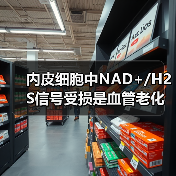 内皮细胞中NAD+/H2S信号受损是血管老化的可逆性原因(图2) 内皮细胞中NAD+/H2S信号受损是血管老化的可逆性原因(图2)