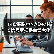 内皮细胞中NAD+/H2S信号受损是血管老化的可逆性原因(图3) 内皮细胞中NAD+/H2S信号受损是血管老化的可逆性原因(图3)