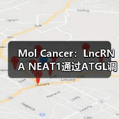 Mol Cancer：LncRNA NEAT1通过ATGL调控异常脂肪分解并促进肝癌增殖(图1)