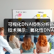 可视化DNA损伤分析新技术揭示：氧化性DNA损伤在异染色质和常染色质中的修复方式是不同的(图2)