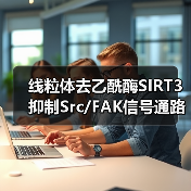 线粒体去乙酰酶SIRT3抑制Src/FAK信号通路、阻碍癌症细胞迁移(图2)