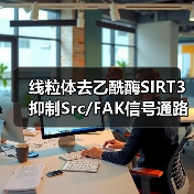 线粒体去乙酰酶SIRT3抑制Src/FAK信号通路、阻碍癌症细胞迁移(图3)