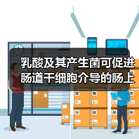 乳酸及其产生菌可促进肠道干细胞介导的肠上皮发育再生(图4) 乳酸及其产生菌可促进肠道干细胞介导的肠上皮发育再生(图4)