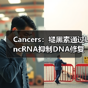 Cancers：褪黑素通过LncRNA抑制DNA修复、增强肝癌化疗敏感性(图4)