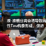 液-液相分离会诱导致病性Tau构象形成，促进老年痴呆的发生(图2)