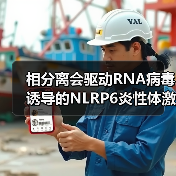 相分离会驱动RNA病毒诱导的NLRP6炎性体激活(图4)
