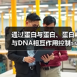 通过蛋白与蛋白、蛋白与DNA相互作用控制ssDNA结合蛋白的相分离(图4)