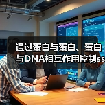 通过蛋白与蛋白、蛋白与DNA相互作用控制ssDNA结合蛋白的相分离(图2)