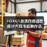 FOXG1激活自噬通路，促进内耳毛细胞存活，预防老年性耳聋(图1)