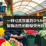 一种可高效监测DNA修复酶活性的新型荧光标记纳米开关(图3)