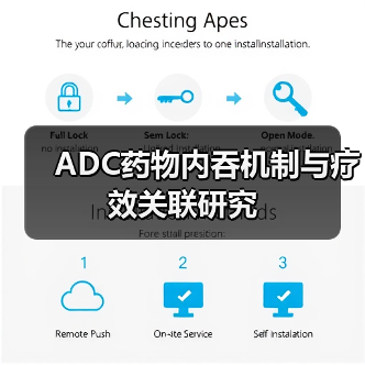 ADC药物内吞机制与疗效关联研究(图4)