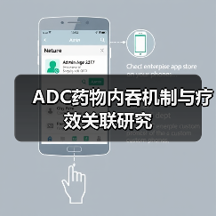 ADC药物内吞机制与疗效关联研究(图3)
